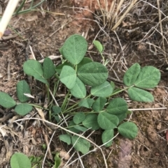 Glycine tabacina (Variable Glycine) at Budjan Galindji (Franklin Grassland) Reserve - 14 Dec 2022 by Tapirlord