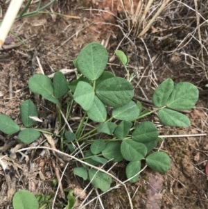 Glycine tabacina at Harrison, ACT - 14 Dec 2022