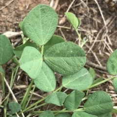 Glycine tabacina at Harrison, ACT - 14 Dec 2022