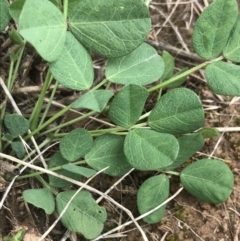 Glycine tabacina at Harrison, ACT - 14 Dec 2022