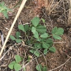 Glycine tabacina at Harrison, ACT - 14 Dec 2022