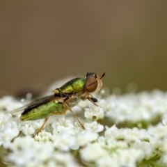 Odontomyia hunteri (Soldier fly) at Penrose, NSW - 31 Dec 2022 by Aussiegall