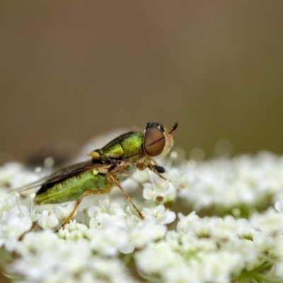 Odontomyia hunteri (Soldier fly) at Penrose - 31 Dec 2022 by Aussiegall