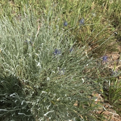 Calocephalus citreus (Lemon Beauty Heads) at Budjan Galindji (Franklin Grassland) Reserve - 14 Dec 2022 by Tapirlord