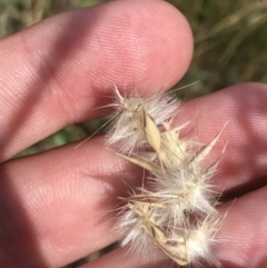 Rytidosperma auriculatum (Lobed Wallaby Grass) at Budjan Galindji (Franklin Grassland) Reserve - 14 Dec 2022 by Tapirlord