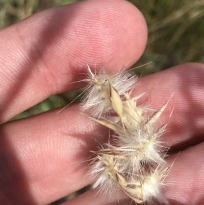 Rytidosperma auriculatum (Lobed Wallaby Grass) at Budjan Galindji (Franklin Grassland) Reserve - 13 Dec 2022 by Tapirlord