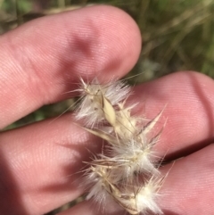 Rytidosperma auriculatum at Budjan Galindji (Franklin Grassland) Reserve - 14 Dec 2022 10:45 AM