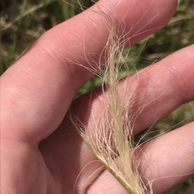 Dichelachne crinita (Long-hair Plume Grass) at Harrison, ACT - 13 Dec 2022 by Tapirlord