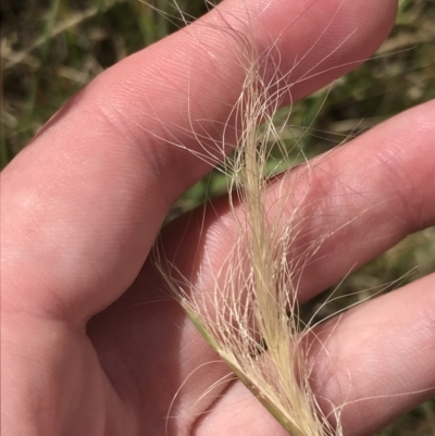 Dichelachne crinita (Long-hair Plume Grass) at Harrison, ACT - 14 Dec 2022 by Tapirlord