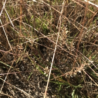 Lepidium ginninderrense (Ginninderra Peppercress) at Budjan Galindji (Franklin Grassland) Reserve - 13 Dec 2022 by Tapirlord