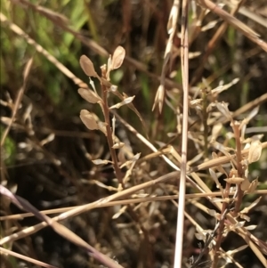 Lepidium ginninderrense at Franklin, ACT - suppressed