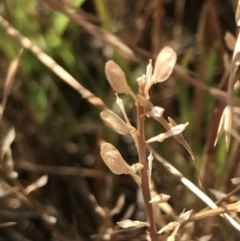 Lepidium ginninderrense at Franklin, ACT - suppressed