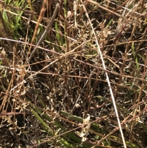 Lepidium ginninderrense at Franklin, ACT - 14 Dec 2022