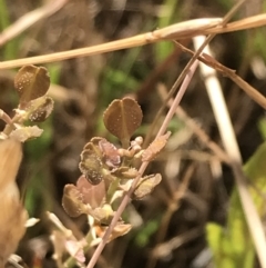 Lepidium ginninderrense at Franklin, ACT - suppressed