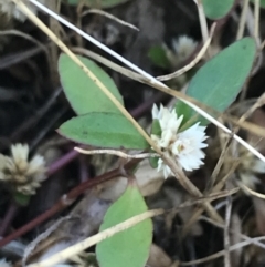 Alternanthera sp. A Flora of NSW (M. Gray 5187) J. Palmer at Budjan Galindji (Franklin Grassland) Reserve - 13 Dec 2022 by Tapirlord