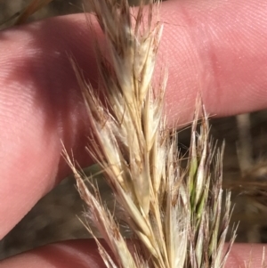 Rytidosperma sp. at Harrison, ACT - 14 Dec 2022