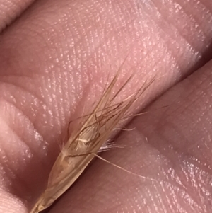 Rytidosperma sp. at Harrison, ACT - 14 Dec 2022 10:23 AM