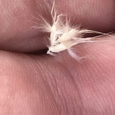 Rytidosperma auriculatum (Lobed Wallaby Grass) at Budjan Galindji (Franklin Grassland) Reserve - 13 Dec 2022 by Tapirlord