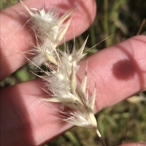 Rytidosperma auriculatum at Franklin, ACT - 14 Dec 2022