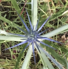 Eryngium ovinum (Blue Devil) at Budjan Galindji (Franklin Grassland) Reserve - 13 Dec 2022 by Tapirlord