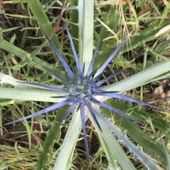 Eryngium ovinum (Blue Devil) at Budjan Galindji (Franklin Grassland) Reserve - 14 Dec 2022 by Tapirlord