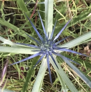 Eryngium ovinum at Franklin, ACT - 14 Dec 2022 10:20 AM