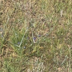 Eryngium ovinum at Franklin, ACT - 14 Dec 2022 10:20 AM