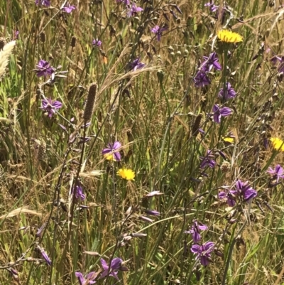 Arthropodium fimbriatum (Nodding Chocolate Lily) at Budjan Galindji (Franklin Grassland) Reserve - 14 Dec 2022 by Tapirlord