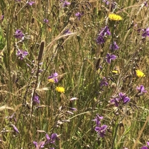 Arthropodium fimbriatum at Franklin, ACT - 14 Dec 2022