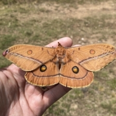 Opodiphthera helena (Helena Gum Moth) at Numeralla, NSW - 1 Jan 2023 by Steve_Bok