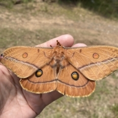 Opodiphthera helena at Numeralla, NSW - 2 Jan 2023