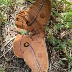 Opodiphthera helena at Numeralla, NSW - suppressed