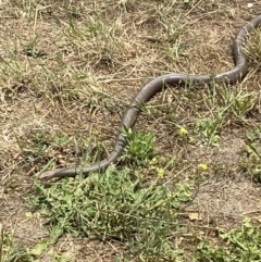 Pseudonaja textilis (Eastern Brown Snake) at Numeralla, NSW - 2 Jan 2023 by SteveBorkowskis