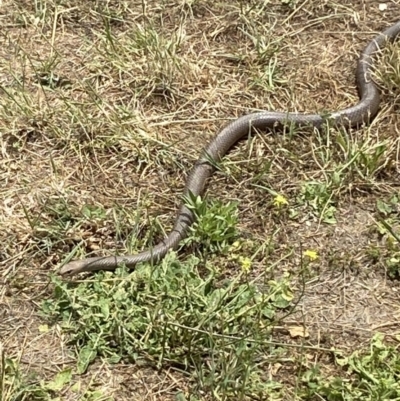 Pseudonaja textilis (Eastern Brown Snake) at Numeralla, NSW - 2 Jan 2023 by SteveBorkowskis