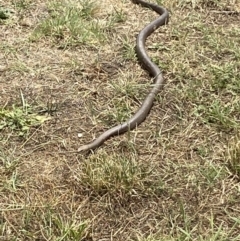 Pseudonaja textilis at Numeralla, NSW - 2 Jan 2023