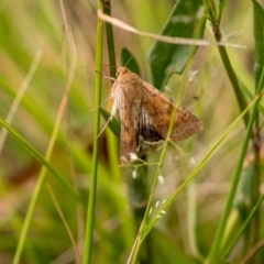 Helicoverpa punctigera (Native Budworm) at Penrose - 31 Dec 2022 by Aussiegall