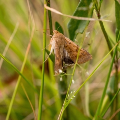 Helicoverpa punctigera (Native Budworm) at Wingecarribee Local Government Area - 31 Dec 2022 by Aussiegall