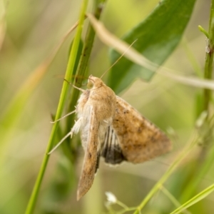 Helicoverpa punctigera at Penrose, NSW - 31 Dec 2022 12:27 PM