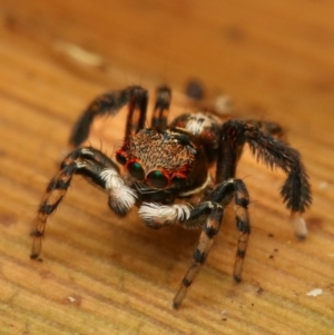 Maratus watagansi at Acton, ACT - 2 Jan 2023
