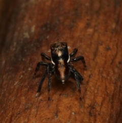Maratus watagansi at Acton, ACT - 2 Jan 2023