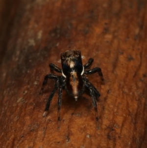 Maratus watagansi at ANBG - 2 Jan 2023