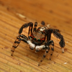 Maratus watagansi at ANBG - 2 Jan 2023