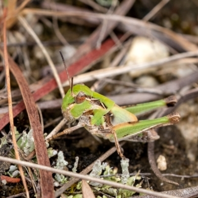 Oedaleus australis (Australian Oedaleus) at Penrose, NSW - 31 Dec 2022 by Aussiegall