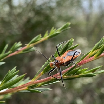 Gminatus australis (Orange assassin bug) at QPRC LGA - 1 Jan 2023 by Wandiyali