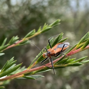 Gminatus australis at Googong, NSW - 1 Jan 2023