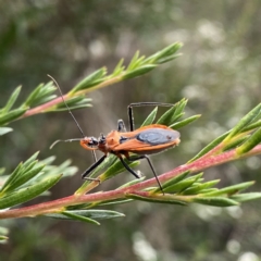 Gminatus australis at Googong, NSW - 1 Jan 2023