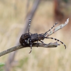 Ancita australis (Longicorn or longhorn beetle) at Molonglo Valley, ACT - 31 Dec 2022 by CathB