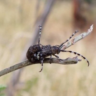 Ancita australis (Longicorn or longhorn beetle) at Aranda Bushland - 31 Dec 2022 by CathB