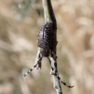 Ancita australis at Molonglo Valley, ACT - 31 Dec 2022 05:20 PM