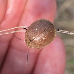 Paropsis aegrota (Eucalyptus Tortoise Beetle) at Aranda Bushland - 31 Dec 2022 by CathB